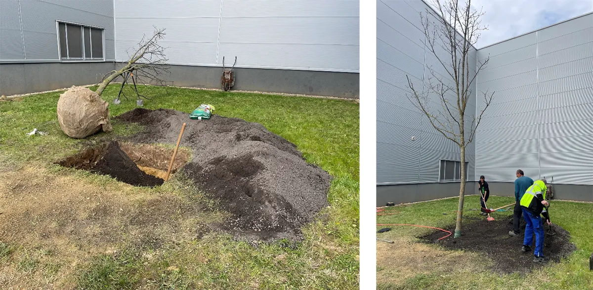 Figure 4: Planting trees together for Earth Day in 2023